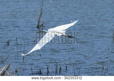 A Graceful And Beautiful White Egret Soaring Gracefully Over The Water Of A Lake Filled With Twigs A