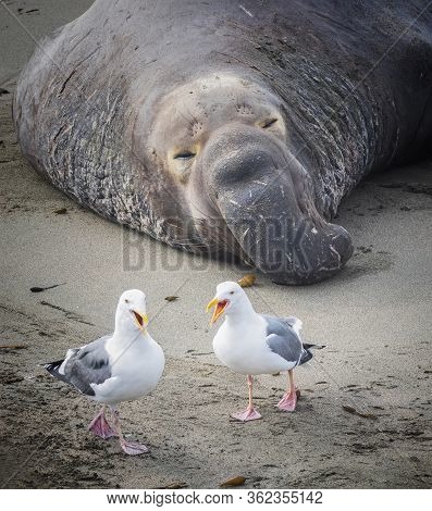 Pair Of Seagulls On California Beach Seem To Laugh At A Sleeping Male Northern Elephant Seal On The 