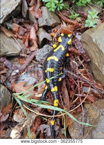 The Fire Salamander (salamandra Salamandra) Is Possibly The Best-known Salamander Species In Europe.