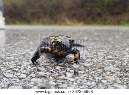 The Fire Salamander (salamandra Salamandra) Is Possibly The Best-known Salamander Species In Europe.