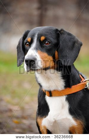 Hund-PortrÃ¤t