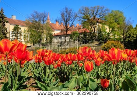 Uzhgorod, Ukraine - Apri 18, 2020: Bright Flowerbed With Orange-red Tulips In A Deserted City Center