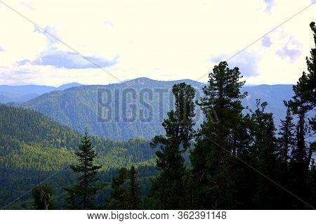 View From The Top Of The Mountain To The Mountain Ranges Through The Trunks And Branches Of Tall Pin