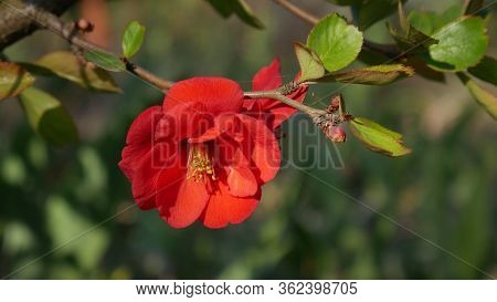 Bright Red  Flower Of The Japanese Quince  On A Blurry Green Background Close-up In The Spring Garde
