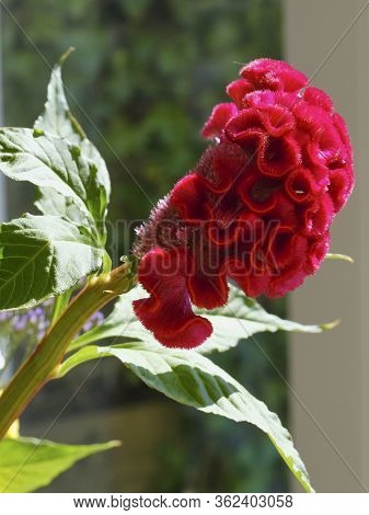 Red Cockscomb Flower In Front Of A Window With Refelctions, Various Other Flowers In The Background,