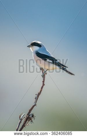 Taita Fiscal Perches On Branch In Profile