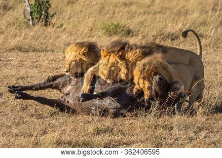 Three Male Lion Lie On Buffalo Carcase