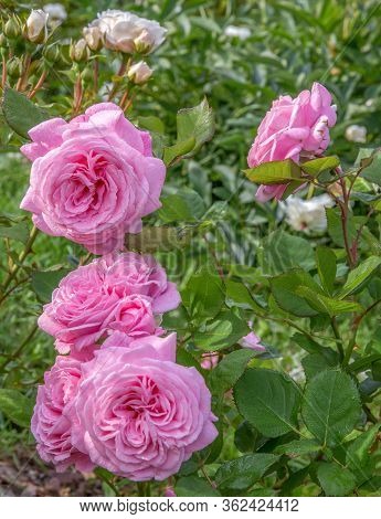 Beautiful Pink Rose In A Garden, Sanny Day, Backlit