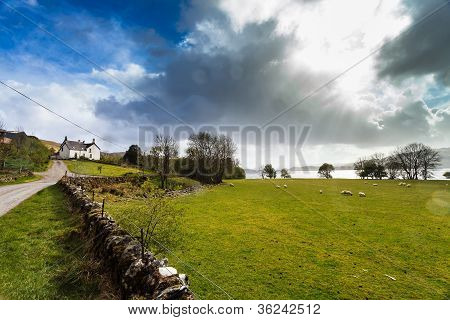 Animais em uma pastagem perto de um lago