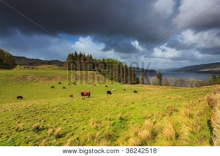 Animais em uma pastagem perto de um lago
