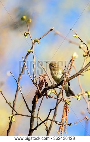 Small Song Bird Willow Warbler (phylloscopus Trochilus) Sitting On The Branch. Little Songbird In Th