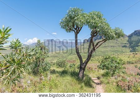 A Hiking Trail Near Mahai Passing A Mountain Cabbage Tree. The Amphitheatre And Dooley Hills Are Vis
