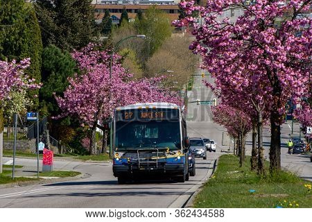 A Nearly Empty Translink Bus Running During The Covid-19 Pandemic.   Vancouver Bc Canada    April 18