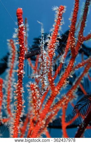 Beautiful Camouflaged Ornate Ghost Pipe Fish Among The Corals. Underwater Photography, Philippines.