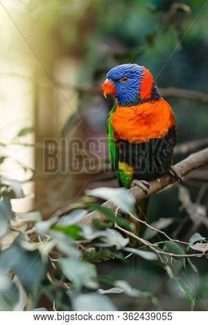 Trichoglossus Haematodus Sitting On A Tree Branch With Sunshine Pouring Overhead. Close Up Of A Trop