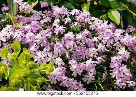 Bright Pink Spring Flowers Background. Fine Tender Ground Cover Spring Flowers. Phlox Awl-shaped Bot