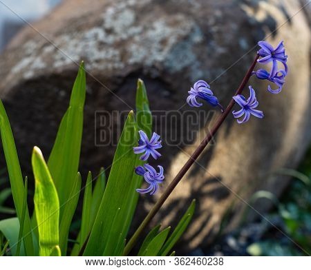 Violet Hyacinthus Orientalis (common Hyacinth, Garden Hyacinth Or Dutch Hyacinth) On Green Garden Ba