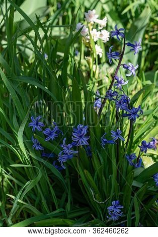 Violet Hyacinthus Orientalis (common Hyacinth, Garden Hyacinth Or Dutch Hyacinth) On Green Garden Ba