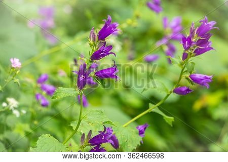 Campanula Persicifolia, The Peach-leaved Bellflower, Is A Flowering Plant Species In The Family Camp