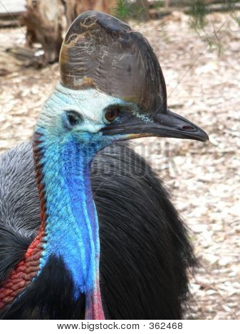 Casuarius 5