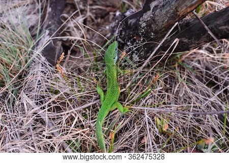 Lacerta Bilineata Green European Lizard. Close Up Of A Tropical Lizard In Nature. Amazing Nature. Cl