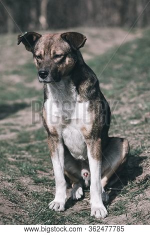 Sad Dog. Homeless Dog. A Sad Dog Is Sitting On The Ground. Dog In The Nature. Homeless Doggy With A 