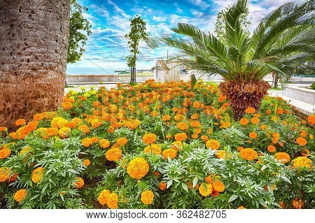 Promenade Full Of Flowers In Petrovac Location: Petrovac Town, Montenegro, Balkans, Europe