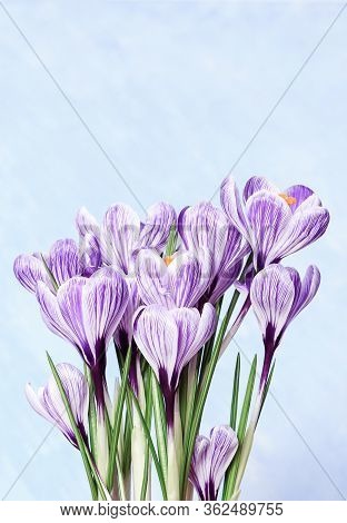 Bouquet Of Crocus Flowers. First Spring Flower With Copy Space For Wishes Or Your Design. Natural Fl