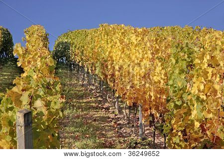 Vinice na podzim