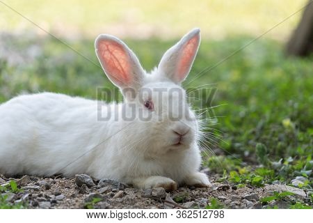 White Rabbit Outdoors.close Up Bunny Rabbit In Agriculture Farm.rabbits Are Small Mammals In The Fam
