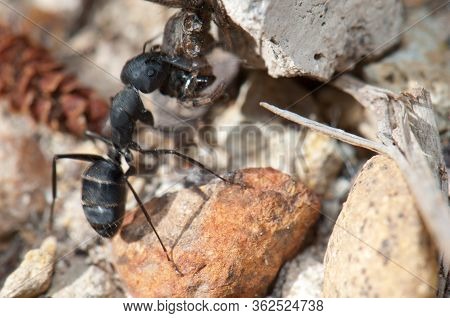 Ant Camponotus Feae Carrying A Spider To The Anthill.