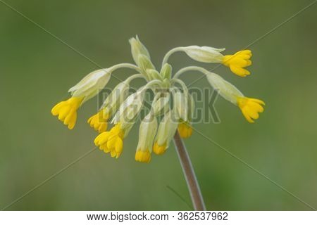 Close Up Of A Common Cowslip (primula Veris) Plant In Bloom