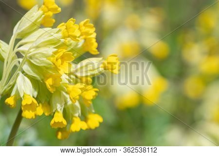 Common Cowslips (primula Veris)