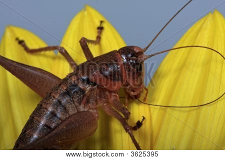 Sprinkhaan Close-Up