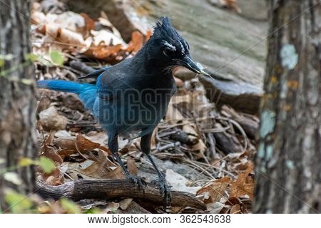 Bluebird With Fresh Caught Dinner In Its Beak