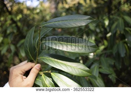 Close-up Of The Leaves Of The Prunus Laurocerasus Tree.