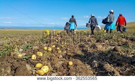 Workers Go To Eat After Work, Farm Workers Harvest Potatoes. Fresh Organic Potatoes In The Field.