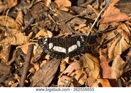 Spotted Sailer Butterfly On Autumn Leaves (neptis Saclava Marpessa), Rustenburg, South Africa