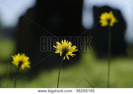Thee Long Stemmed Dandelion, Taraxacum Officinale Flowers In A Row