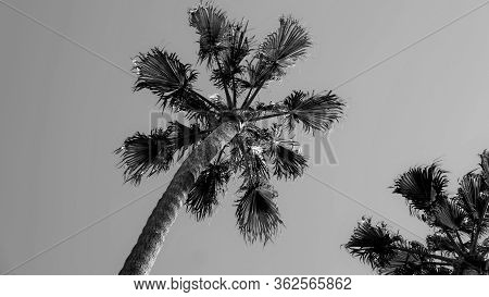 Palm Trees On The Streets Of Los Angeles
Colorful Palm Tree Background For Web Design.