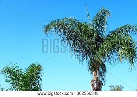 Palm Trees On The Streets Of Los Angeles
Colorful Palm Tree Background For Web Design.