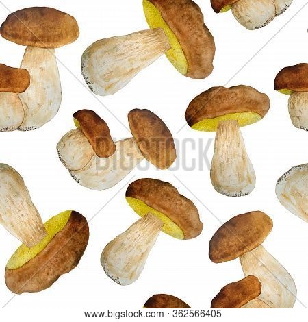 Hand Drawn Watercolor Seamless Pattern Illustration Of Porcini Cep Edible Boletus Mushroom. Forest W