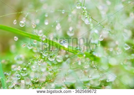 Drops Dew Drops On Leaves.fresh Green Grass With Dew Drops Closeup. Nature Background