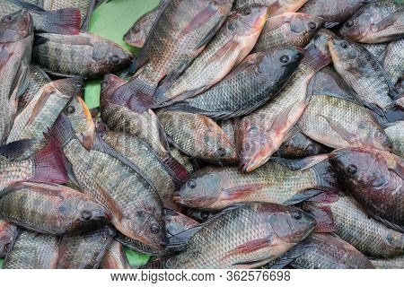 Tilapia Fisehs Displayed For Sale At Territy Bazar, Kolkata, West Bengal, India..