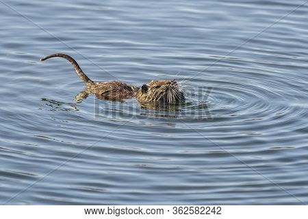 Water Rat (arvicola Sapidus) In The Natural Park Of The Marshes Of Ampurdán.