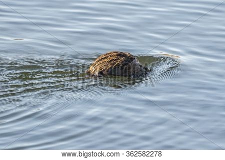 Water Rat (arvicola Sapidus) Getting Into The Water In The Natural Park Of The Marshes Of Ampurdán.
