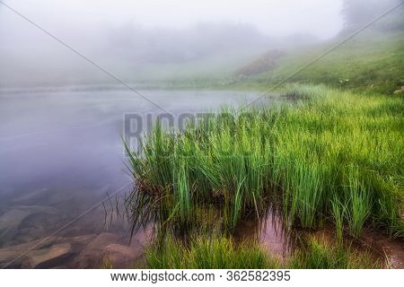 The Shore Of The Lake With Coastal Grass Is Hidden In Dense Fog. The Fog Beautifully Spreads Across 