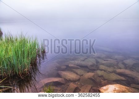 The Shore Of The Lake With Coastal Grass Is Hidden In Dense Fog. The Fog Beautifully Spreads Across 