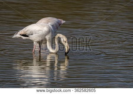 Pink Flamingos (phoenicopterus Roseus) In The Natural Park Of The Marshes Of Ampurdán, Girona, Catal