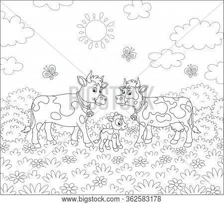 Spotted Cow, A Bull And A Small Calf Walking On Lush Grass Among Flowers And Flittering Butterflies 
